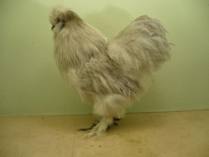 Munster 2009 102.jpg - Seidenhuhn mit Bart perlgrau von Günter Droste